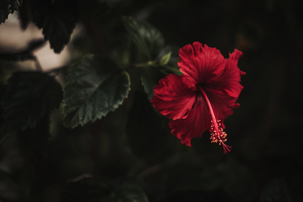 red hibiscus in bloom in close up photography