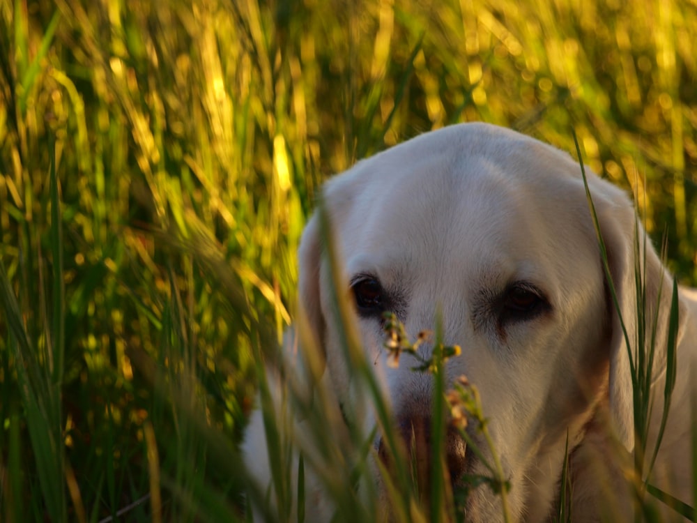 yellow labrador retriever on green grass field during daytime