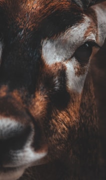 Close-up of a strange, tender creature with a mix of vulnerability and whimsy.