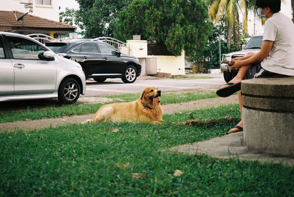 golden retriever sitting on green grass field during daytime