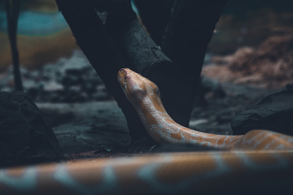 brown and white snake on ground