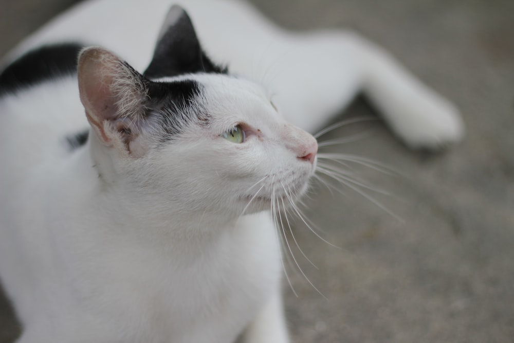 a black and white cat laying on the ground