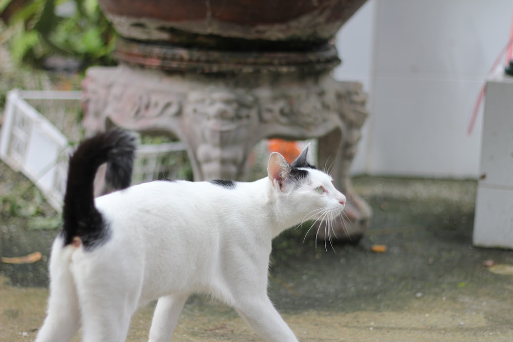 a black and white cat walking on the ground