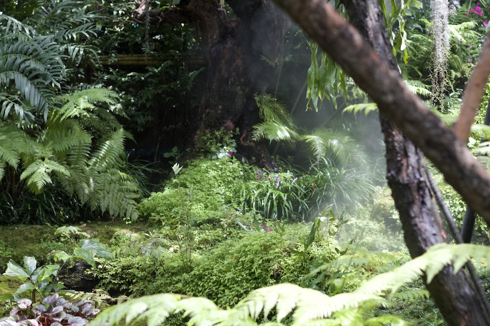 a lush green forest filled with lots of trees