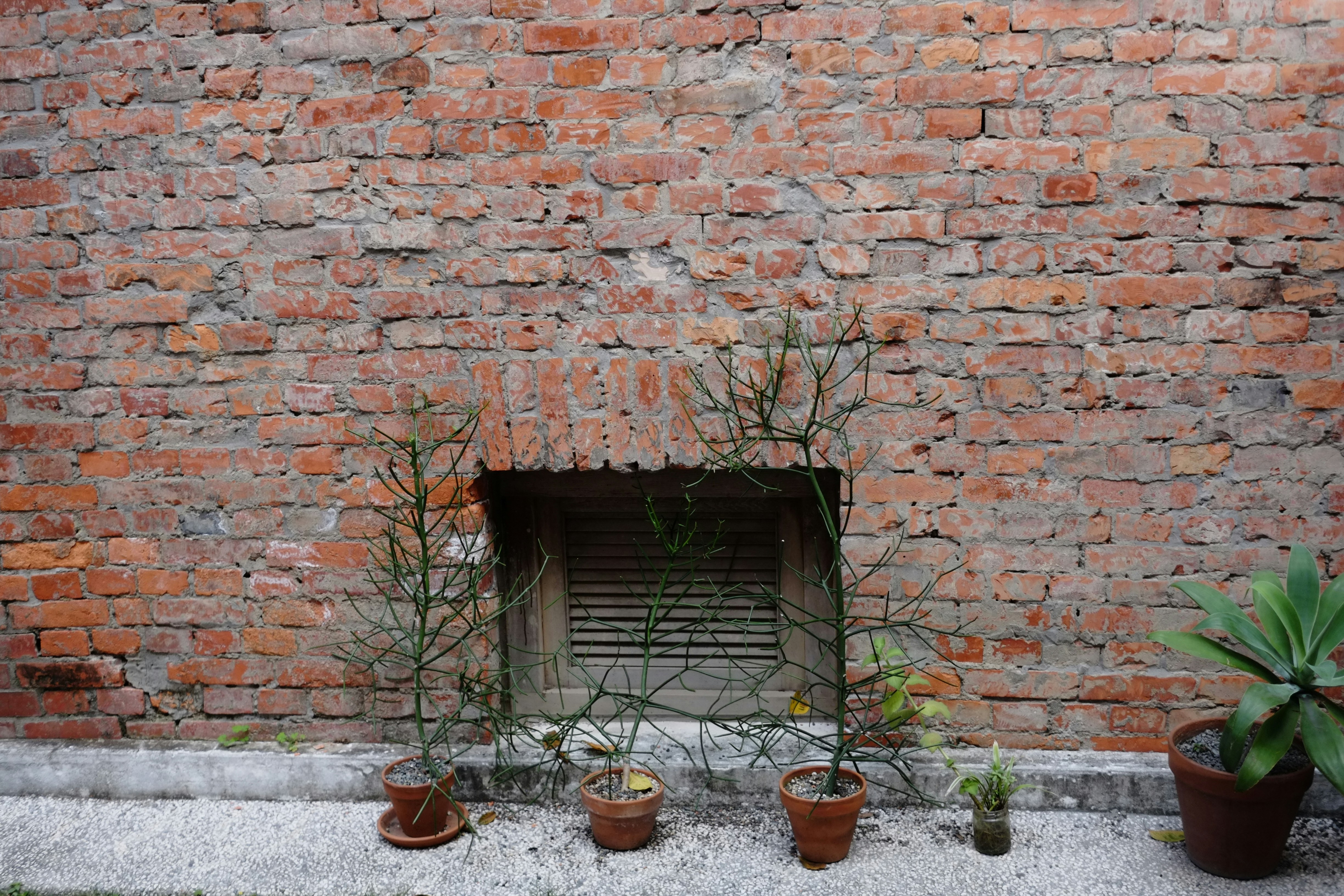 brown brick wall with green plants