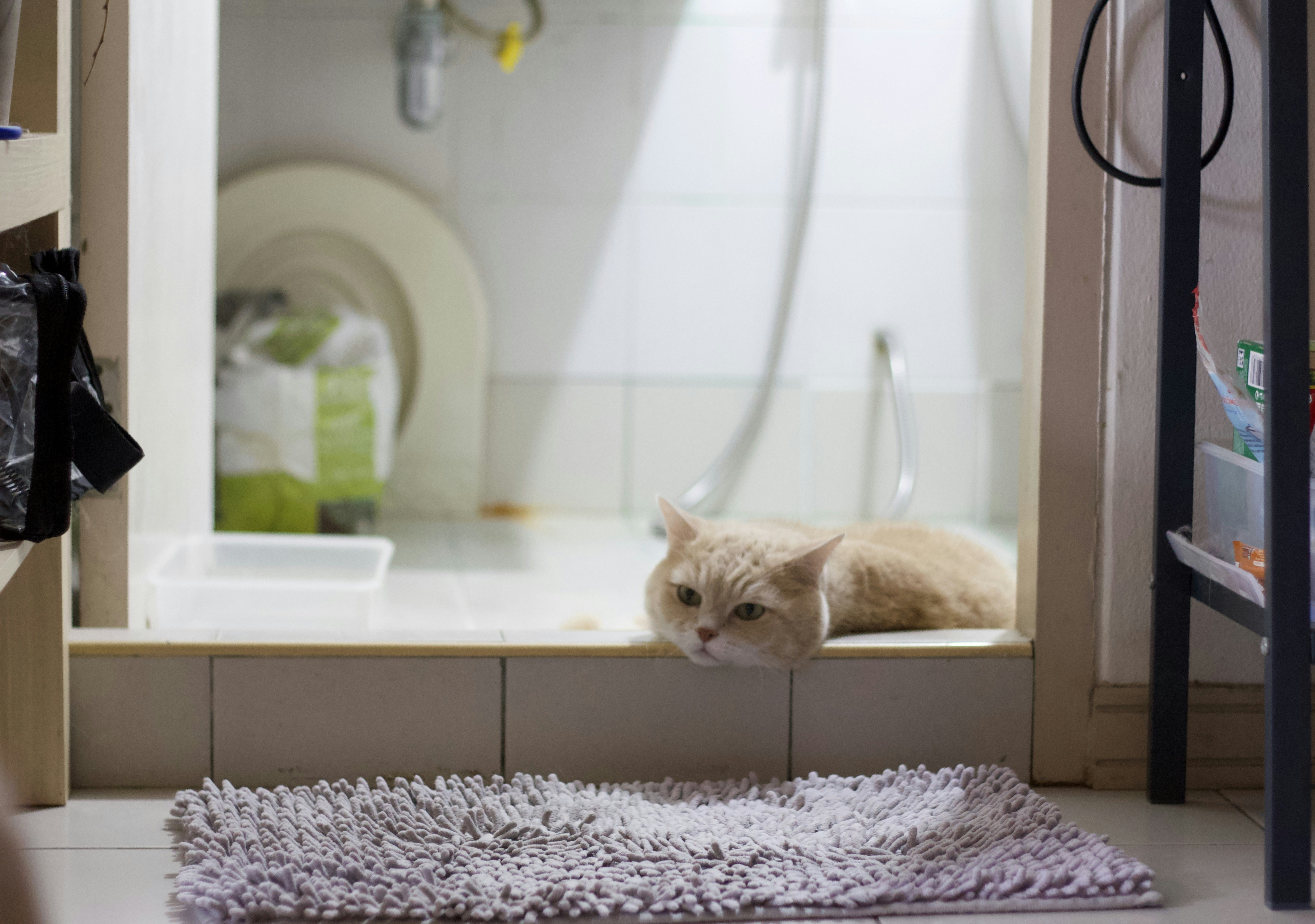 Using the Wrong Type of Litter Box (image credits: unsplash)