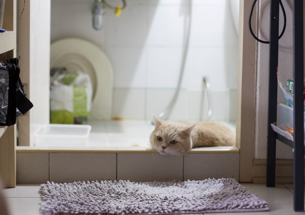 a cat laying on a rug in a bathroom