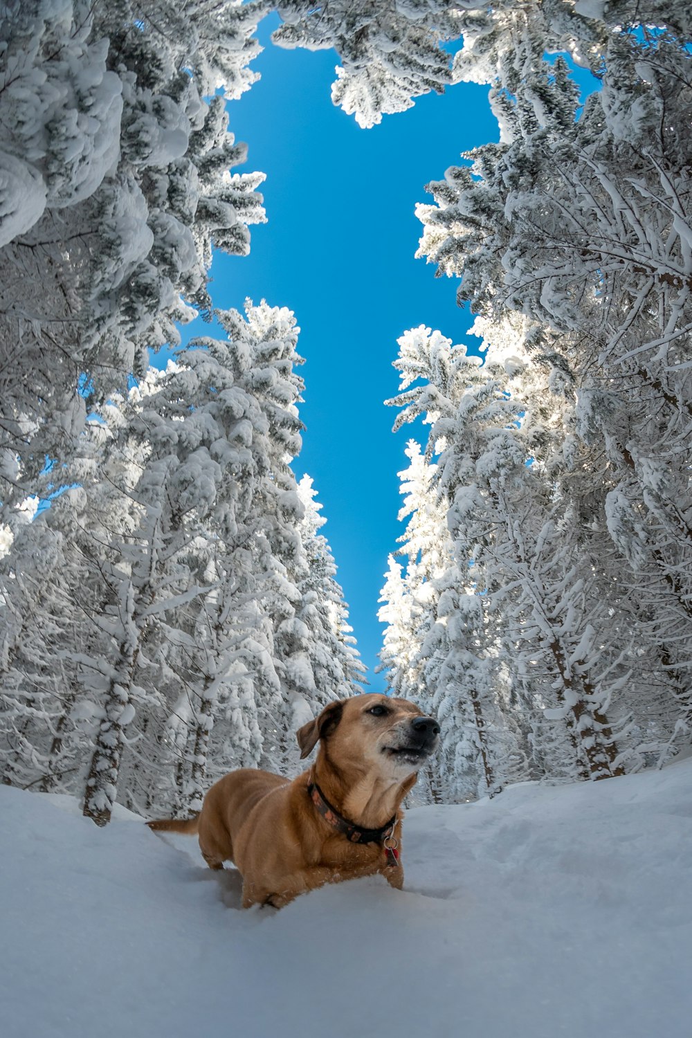 brown short coated dog on snow covered ground during daytime