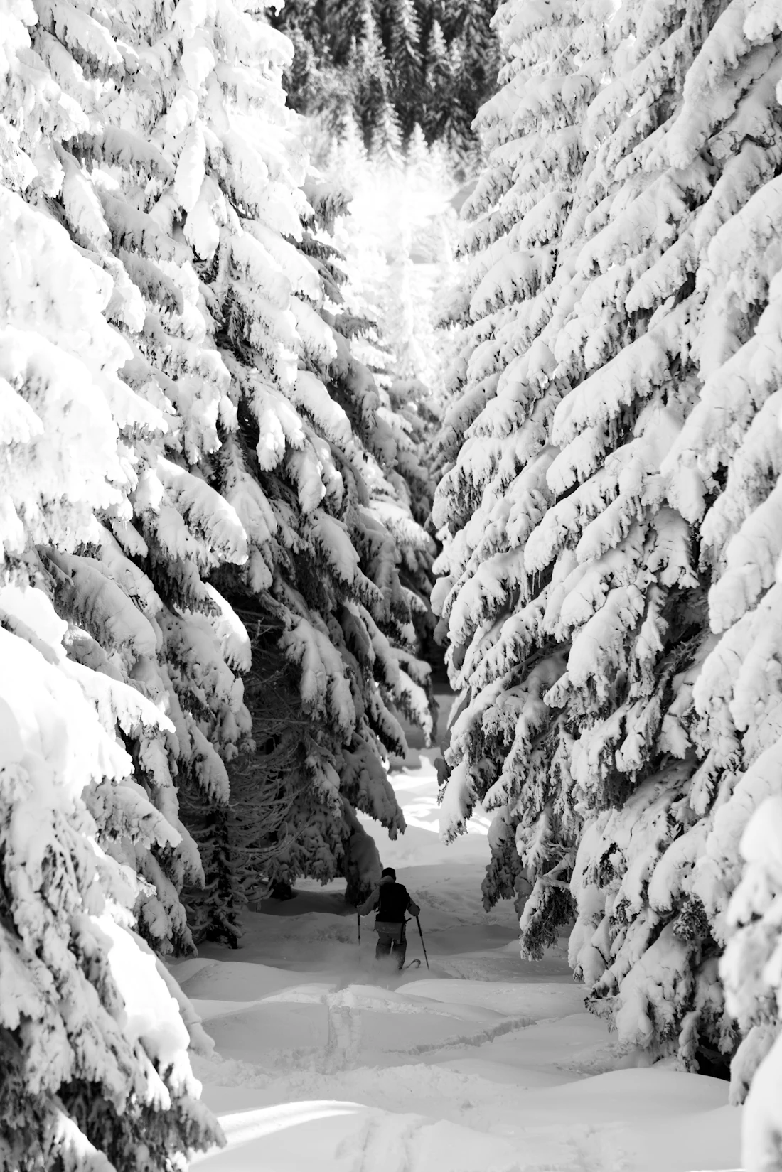 Freeskiër in poedersneeuw tussen de bomen