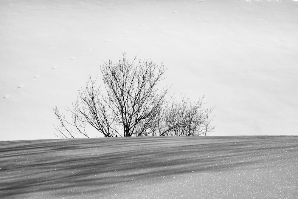 leafless tree on snow covered field