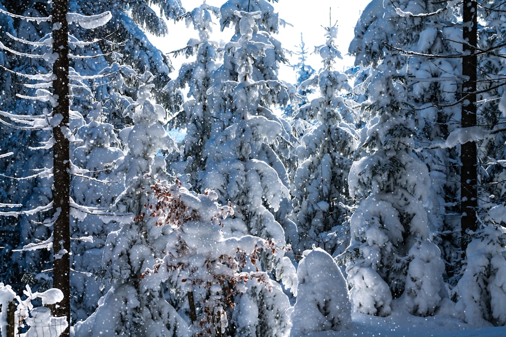 brown tree covered with snow