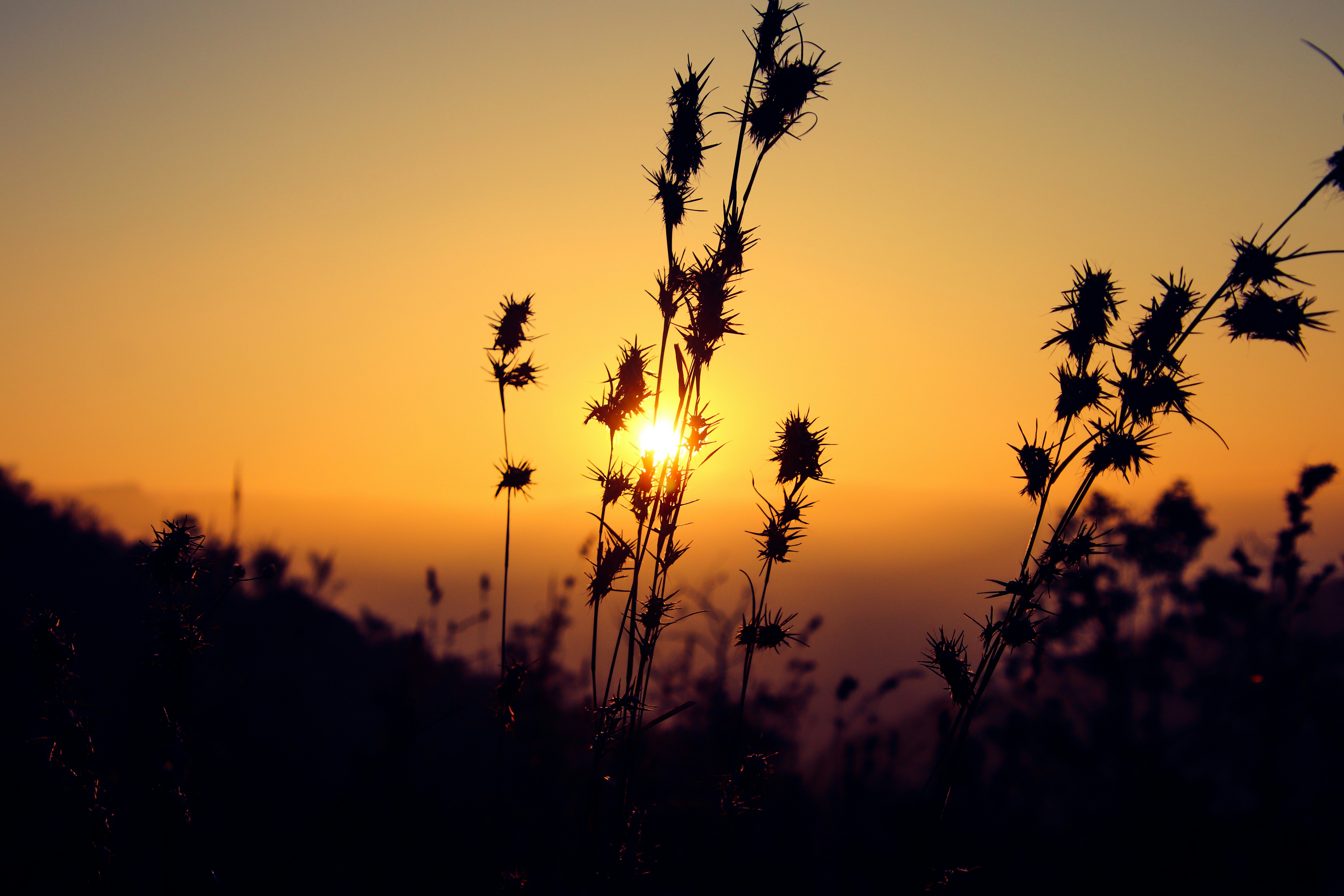 Photo by lpavankumaar