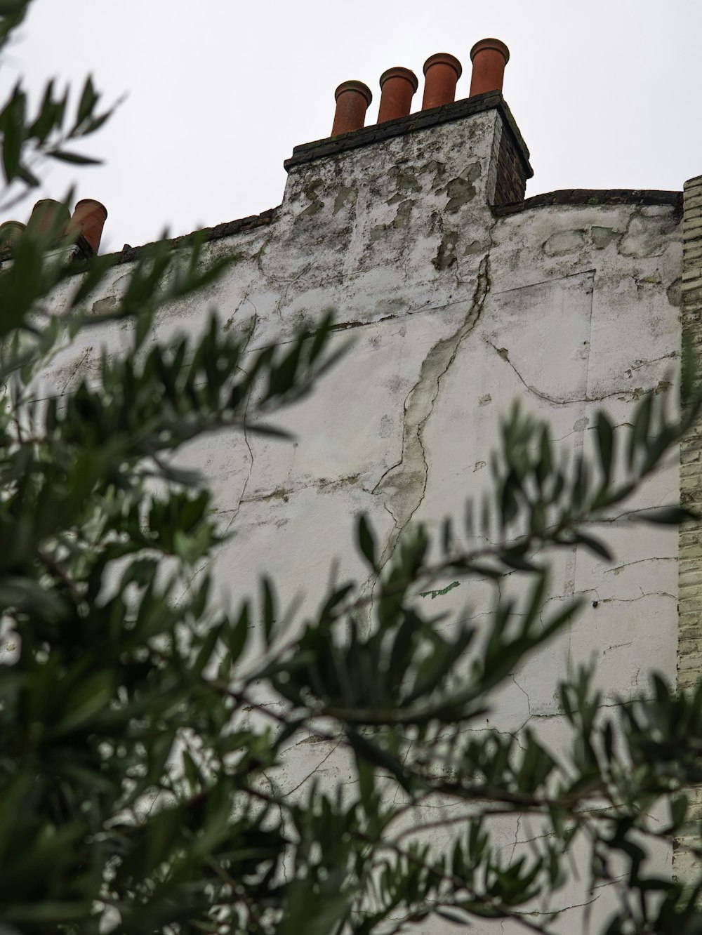 green leaves on white concrete wall