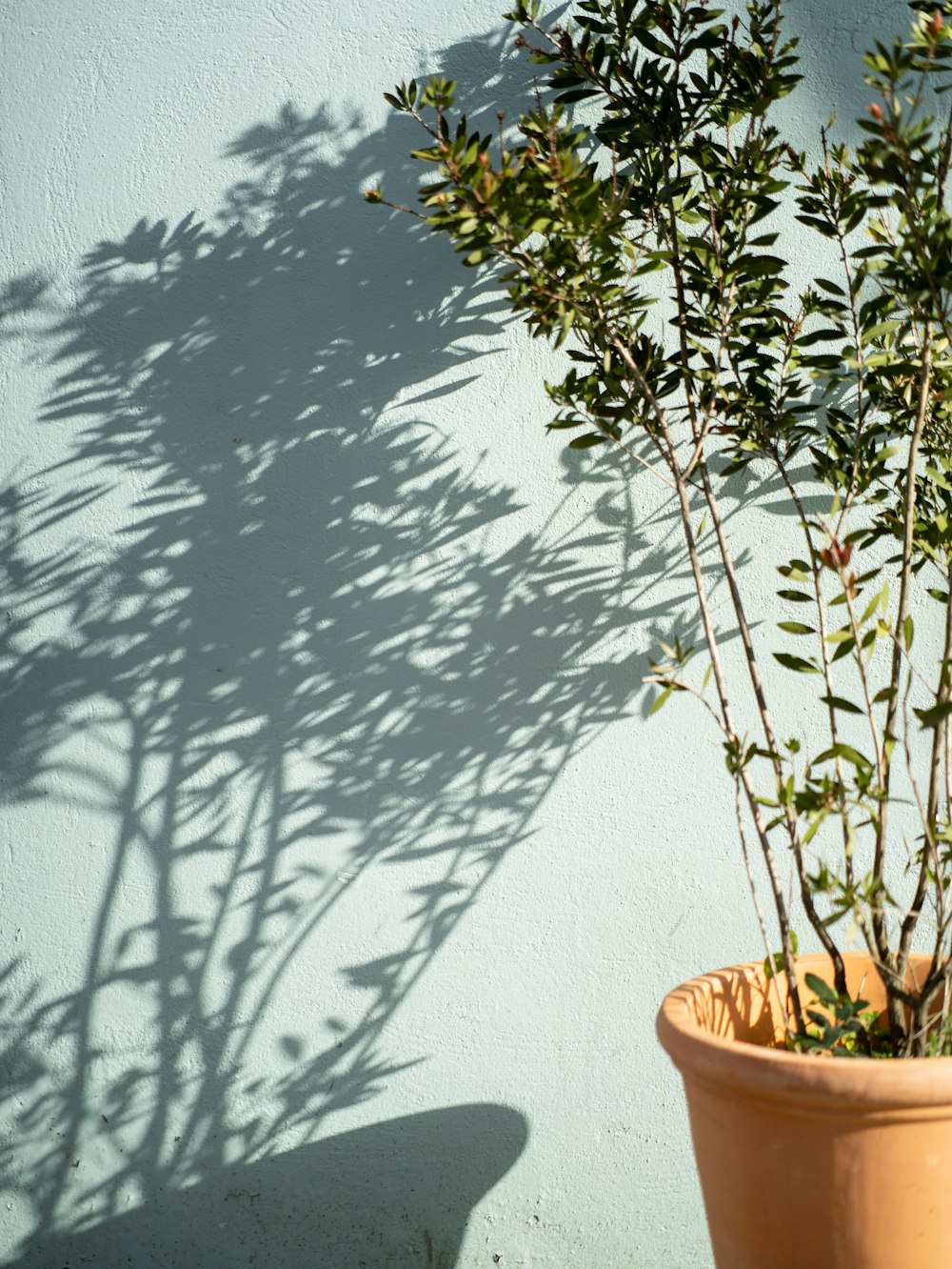 green plant on brown clay pot