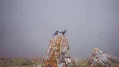blue and gray bird on gray rock