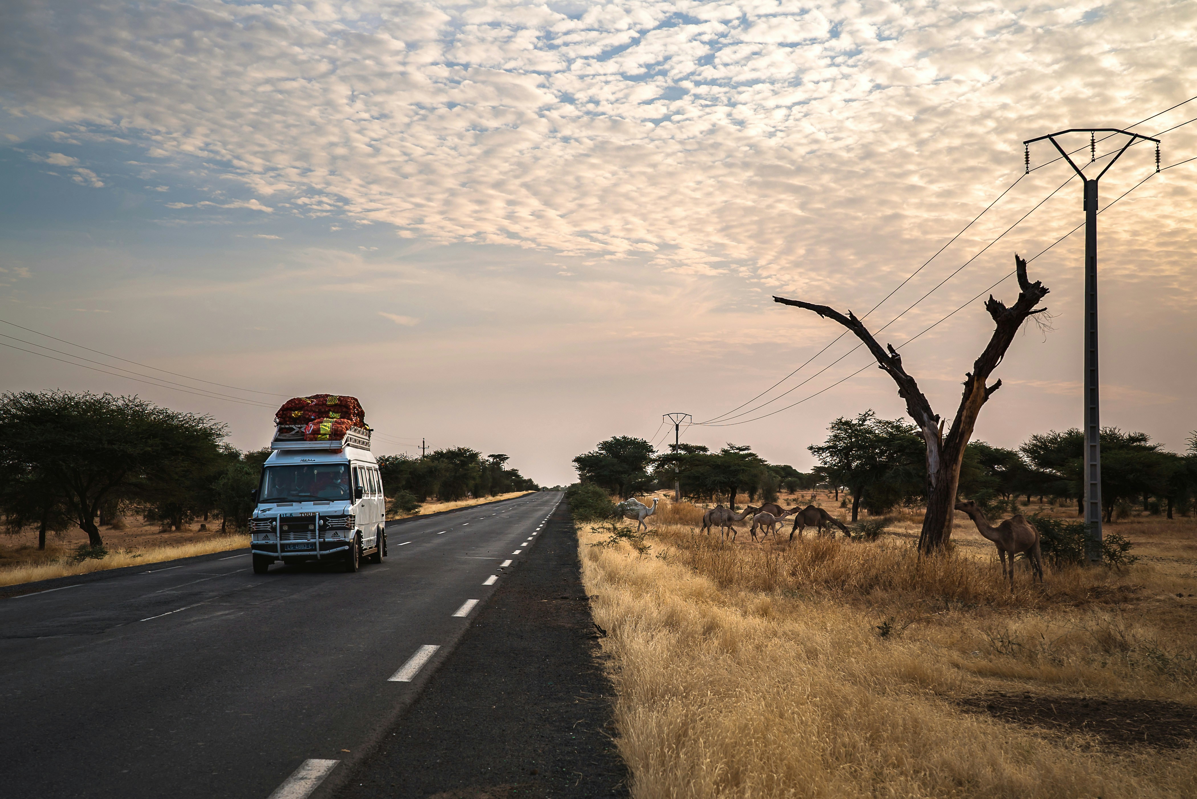Corona safari | Unreal sight, kind of like a safari with a bus and masked people driving by ... #corona-kindness