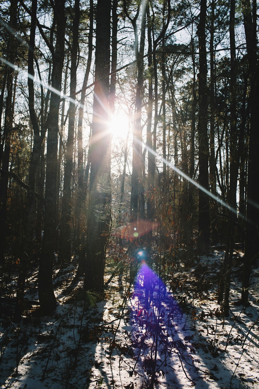 person in blue jacket standing on forest during daytime