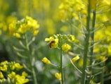 Close-up of bees pollinating bright flowers on the farm.