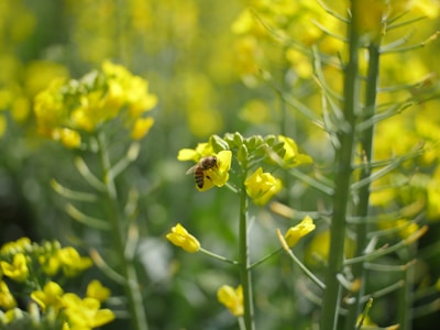 Close-up of bees pollinating bright yellow flowers in a thriving garden.