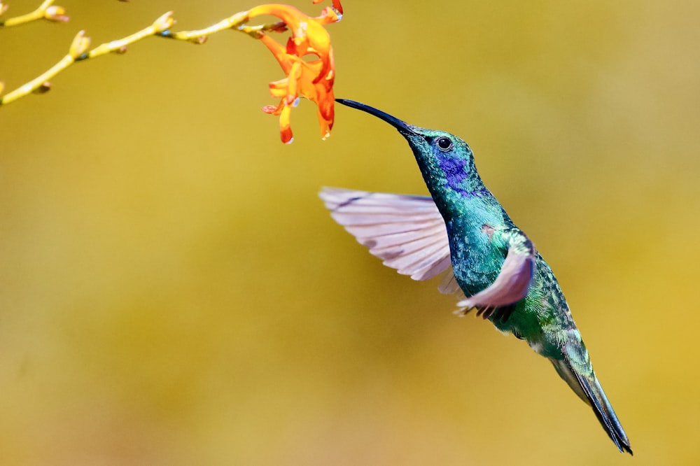 green and brown humming bird flying