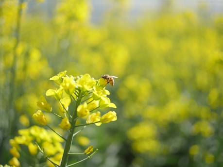 Close-up of a gentle bee perched on a vibrant yellow flower against a peaceful farm background.