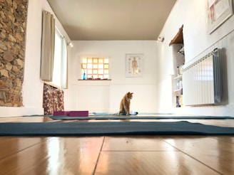 A small, cozy room with a wooden floor is set up for yoga or a similar exercise activity. Yoga mats are neatly laid out on the floor with a yoga block nearby. Alongside one mat, a ginger cat sits calmly, seemingly observing the room. The walls are painted white, adorned with anatomical posters and a radiator on one side. A window allows soft natural light to filter into the space, adding warmth to the atmosphere. Towels or curtains with a floral pattern hang on the window. The room includes shelves with books and decorative items, creating a peaceful and inviting ambiance.