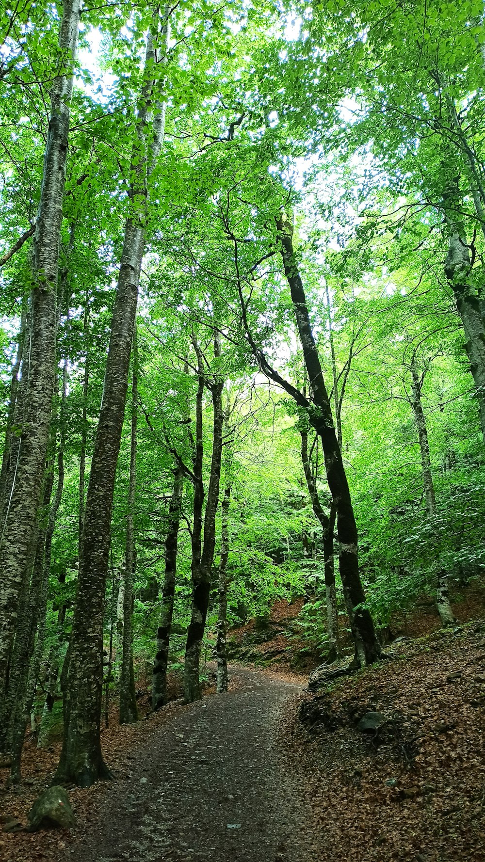 Arbres verts sur sol brun