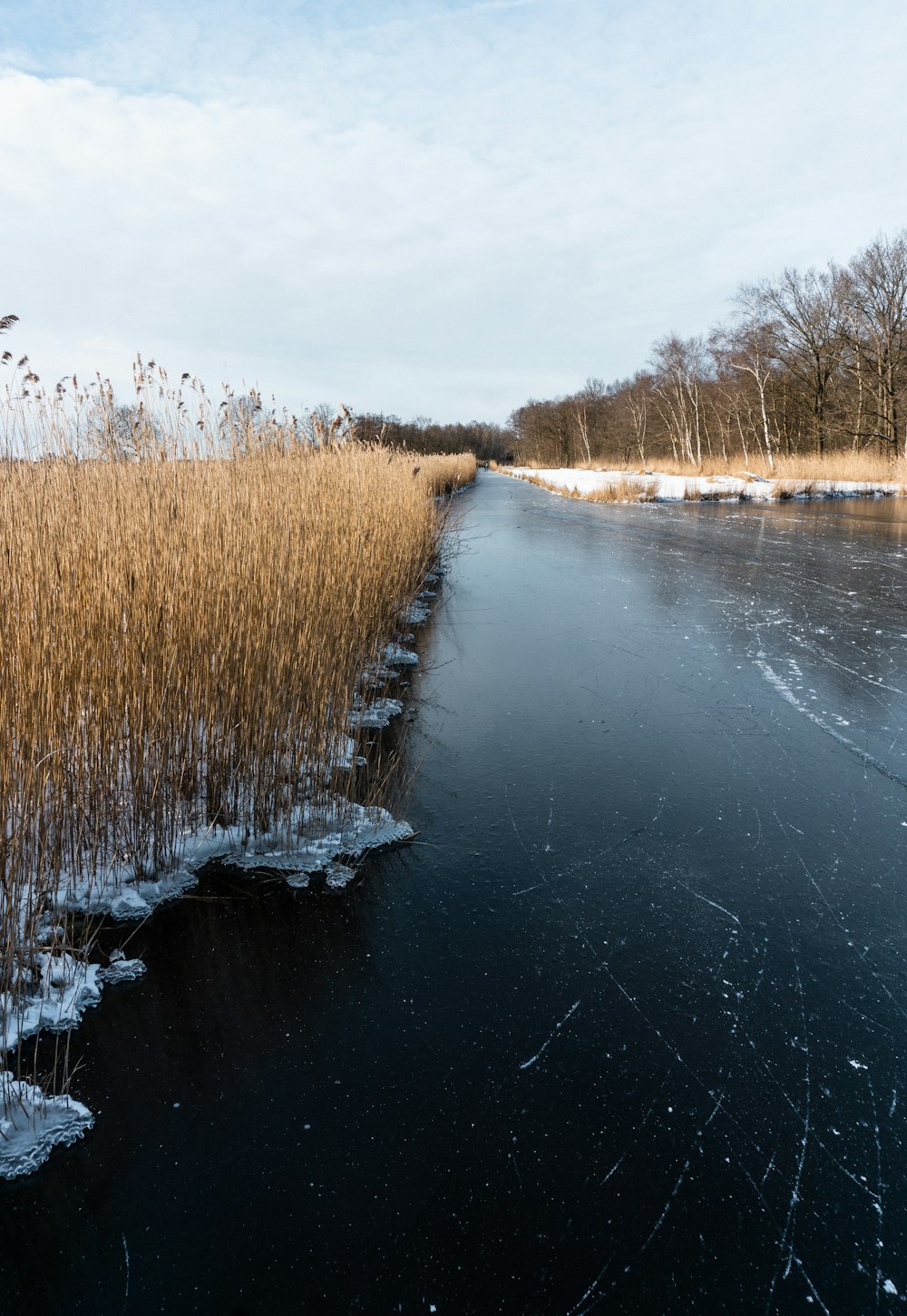 brown grass on river during daytime