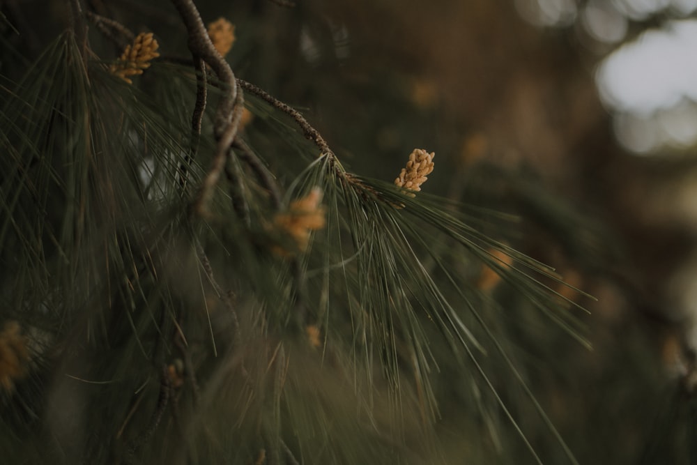 brown dried leaf on brown tree branch