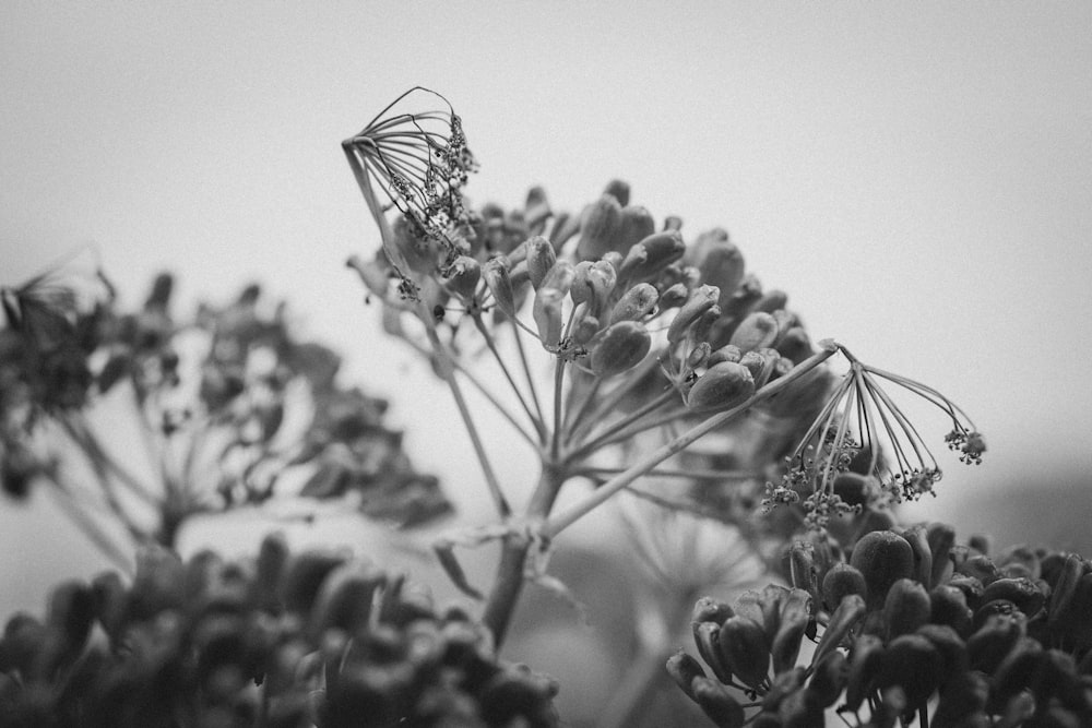 grayscale photo of flower buds