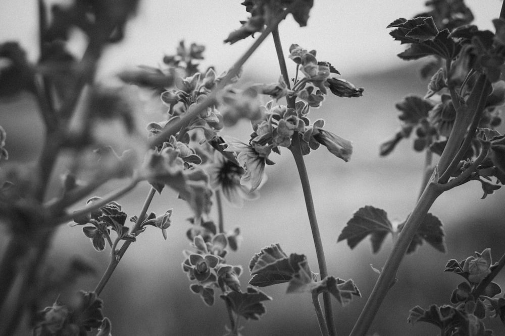 grayscale photo of flower buds