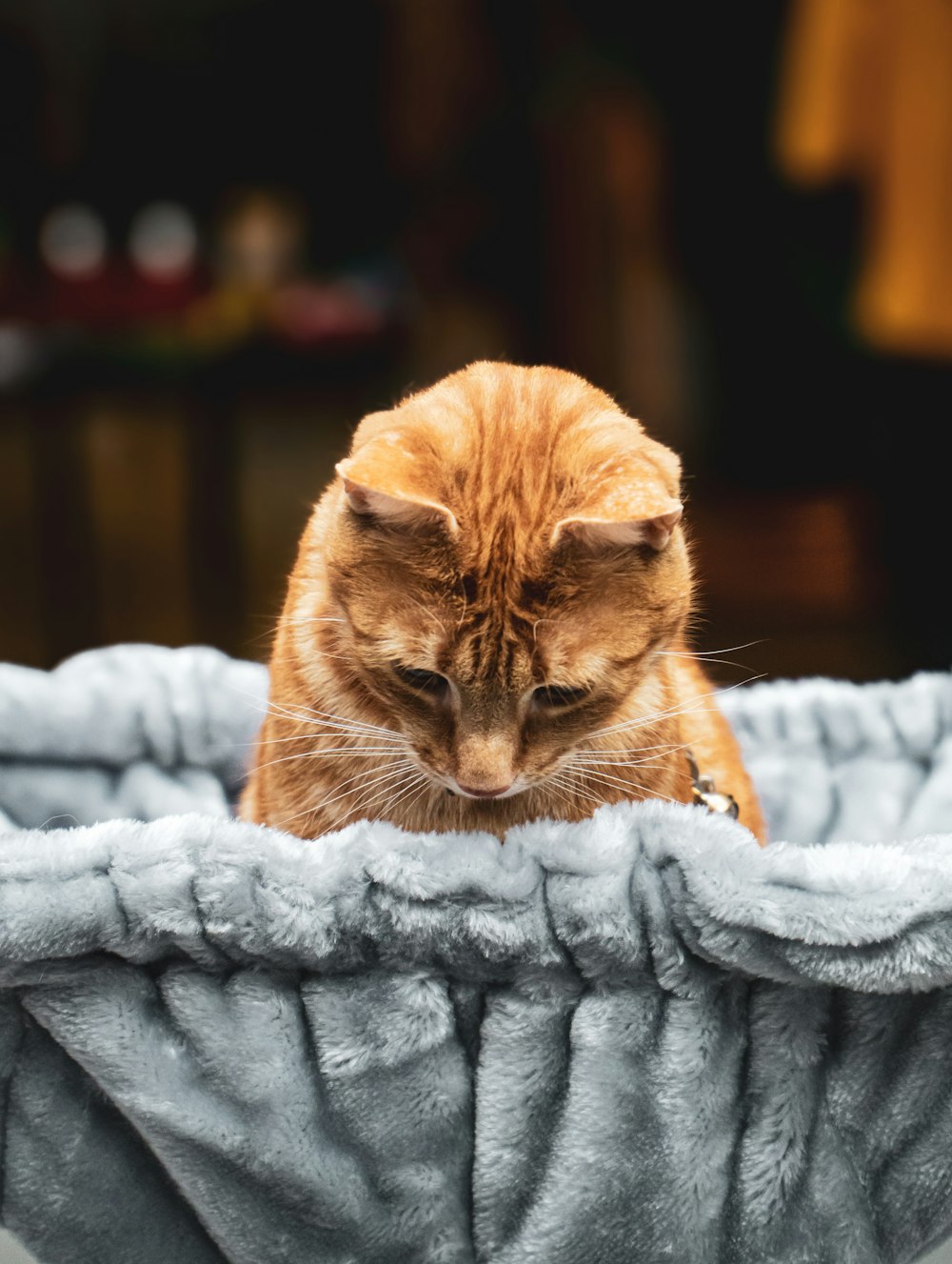 orange tabby cat on gray textile