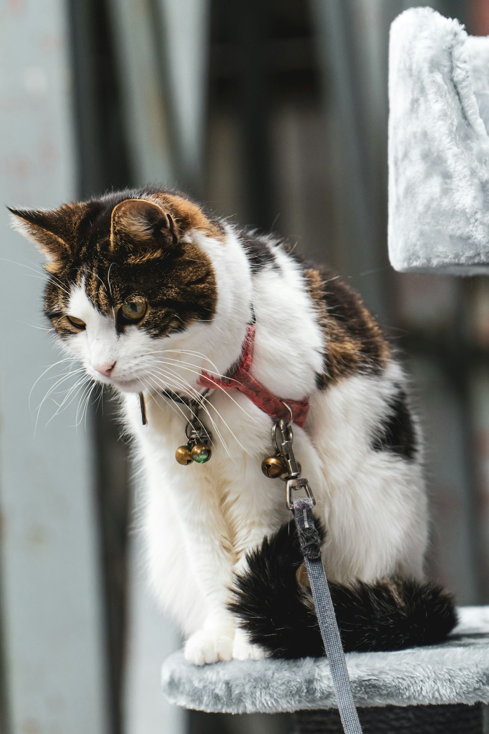 white black and brown cat with red collar