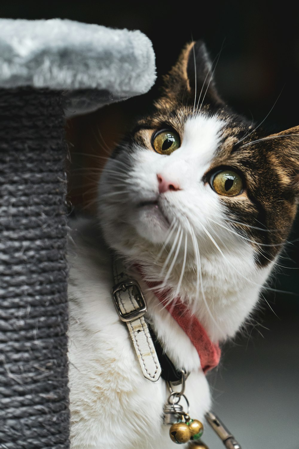 white black and brown cat with red collar