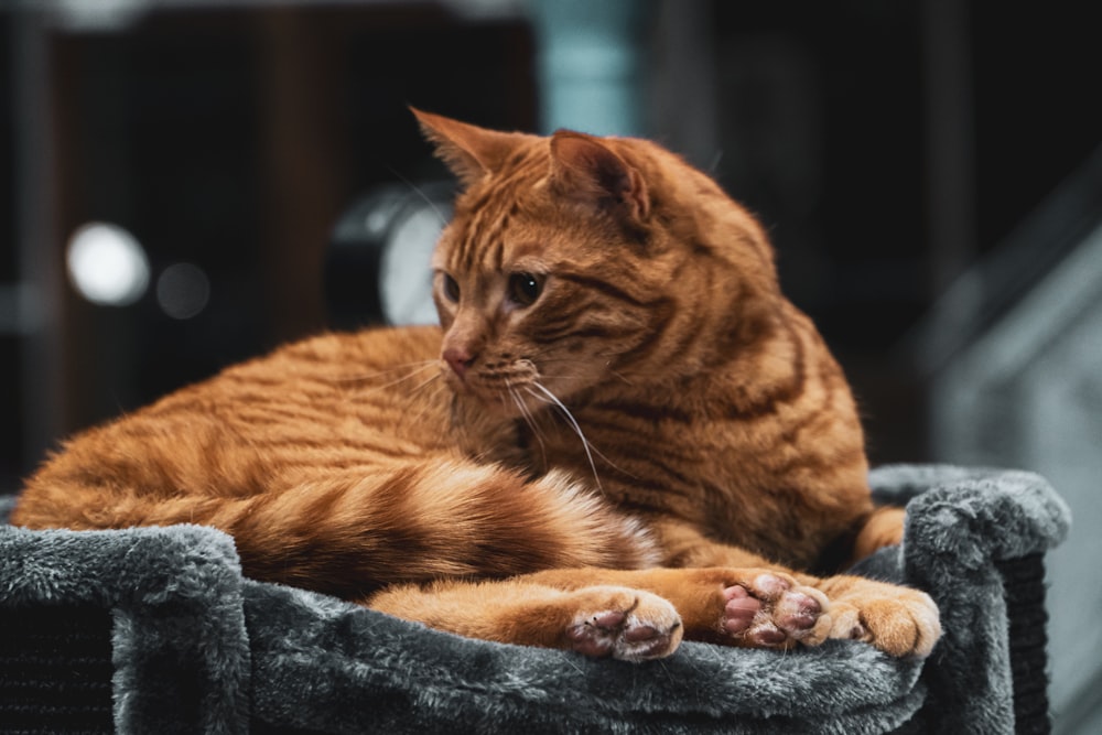 黒いテキスタイルに横たわるオレンジ色のぶち猫