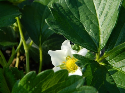 Close-up of vibrant strawberry plants thriving in a sunny nursery.