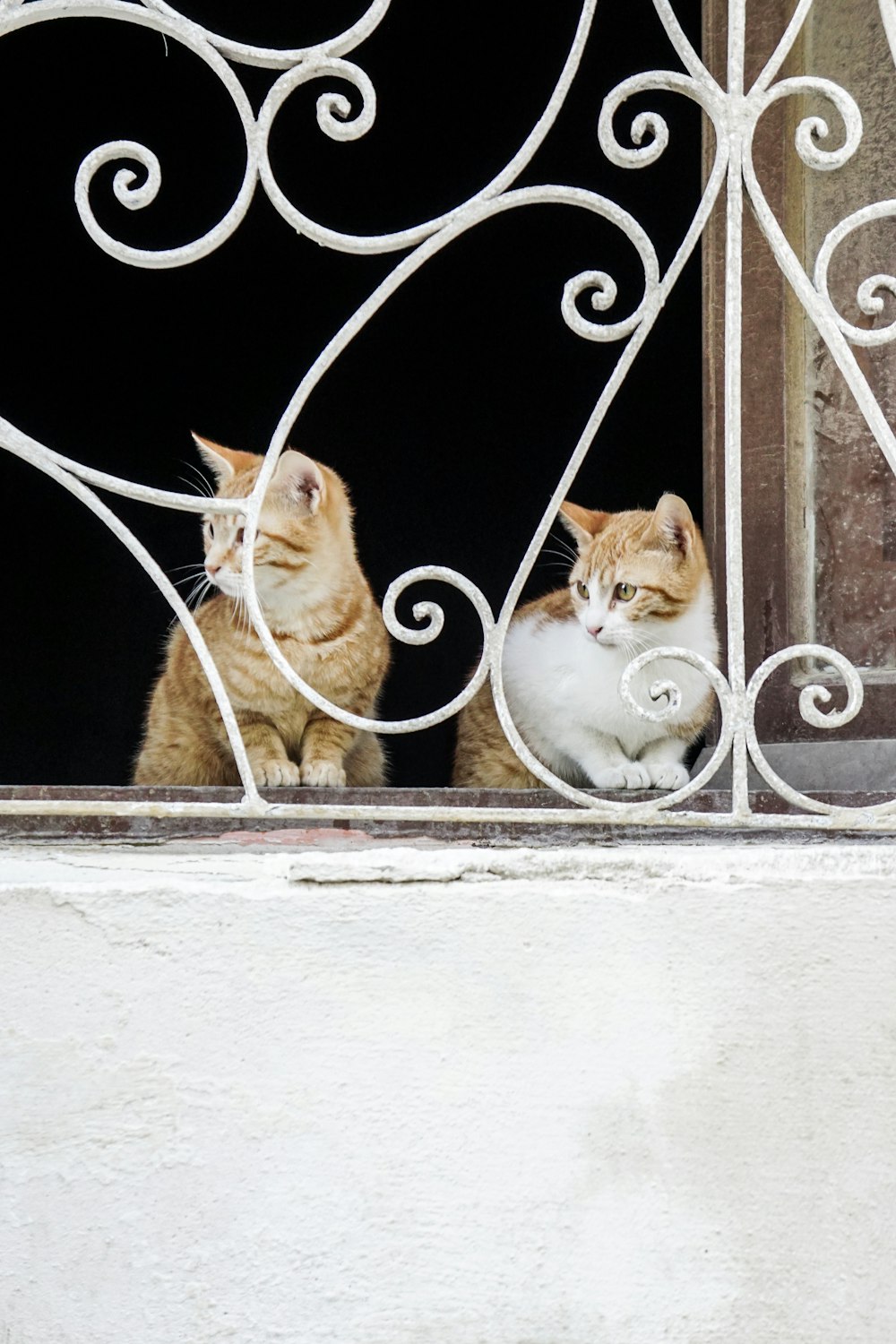 orange tabby cat and orange tabby cat on window