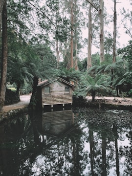 A rustic wooden cabin nestled among lush greenery and tall trees stands beside a calm pond that reflects its image. The surroundings are tranquil, with dense ferns adding to the natural setting and a dirt path meandering through the landscape.