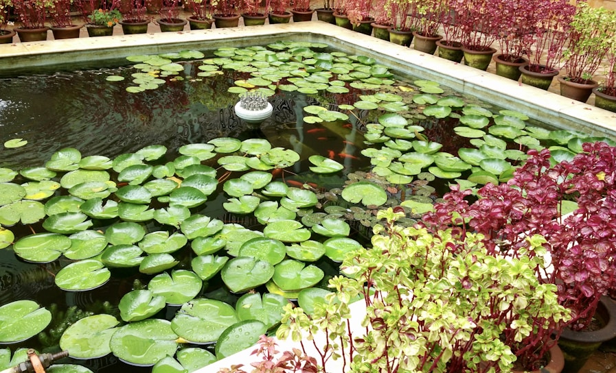 A rectangular pond filled with green lily pads surrounded by potted plants. The water in the pond is calm, and there is a small decorative fountain in the middle. Potted plants with reddish and green leaves line the edges of the pond.