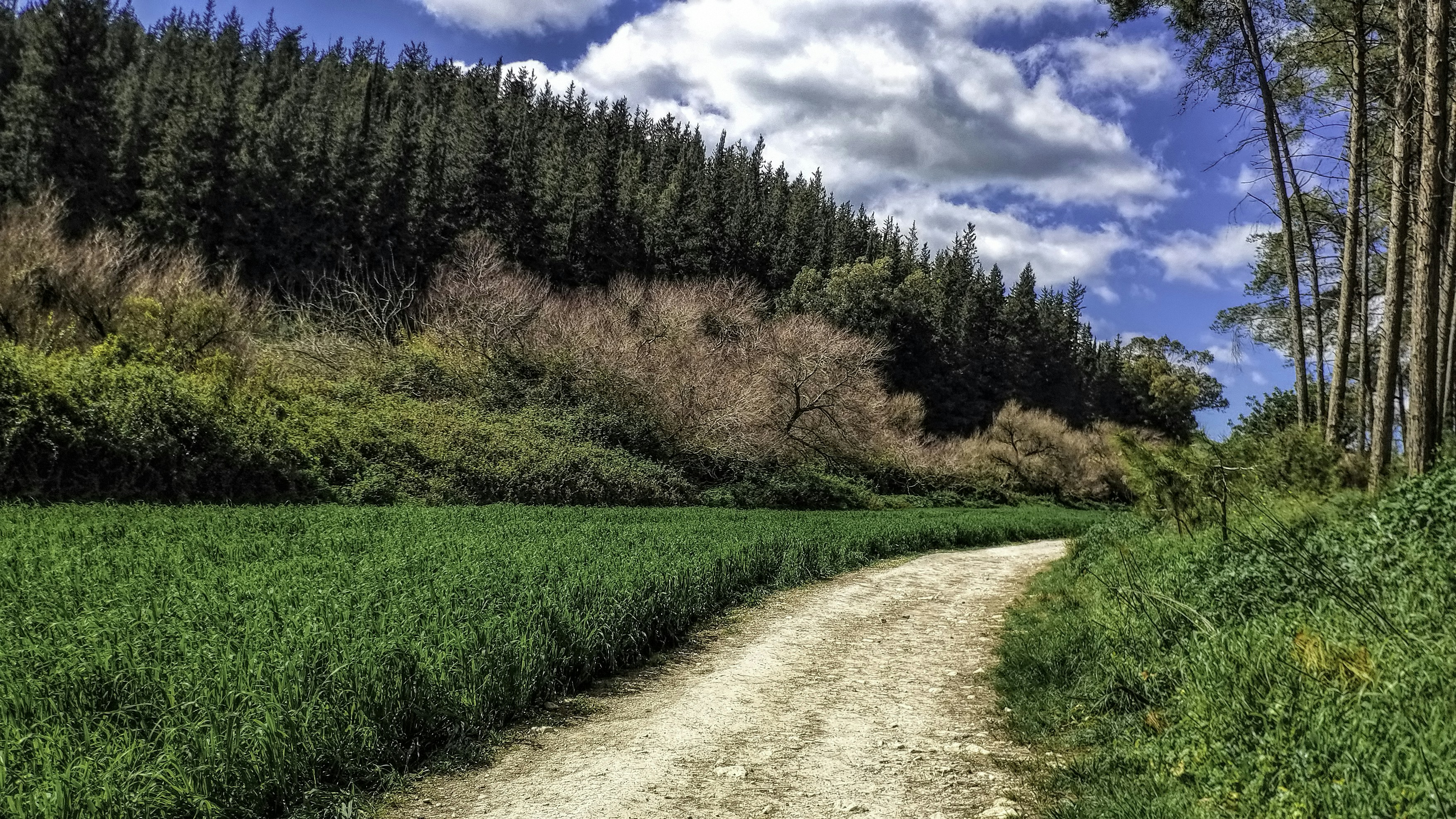 green grass field and trees under blue sky and white clouds during daytime