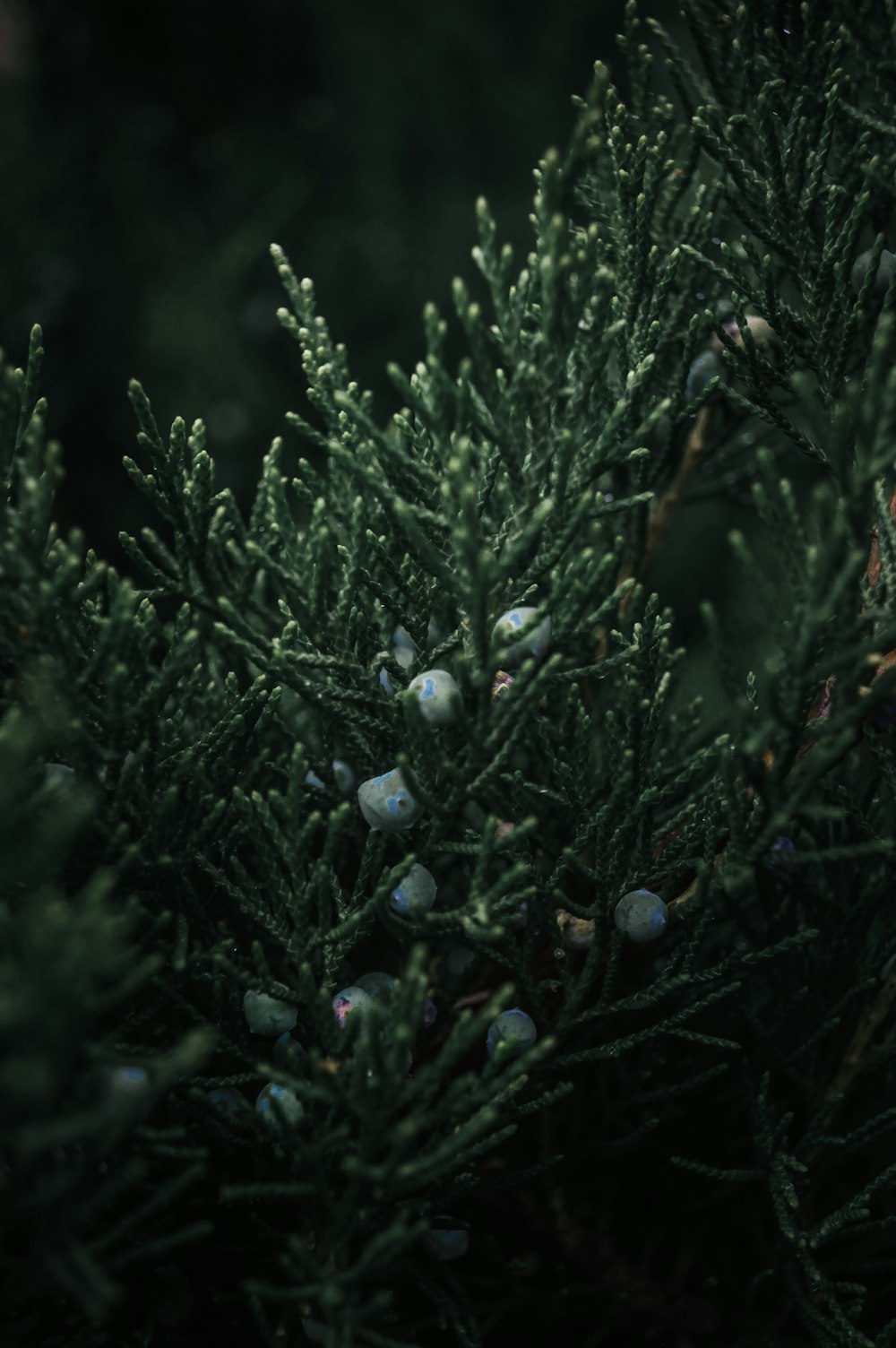 Planta verde con flores blancas