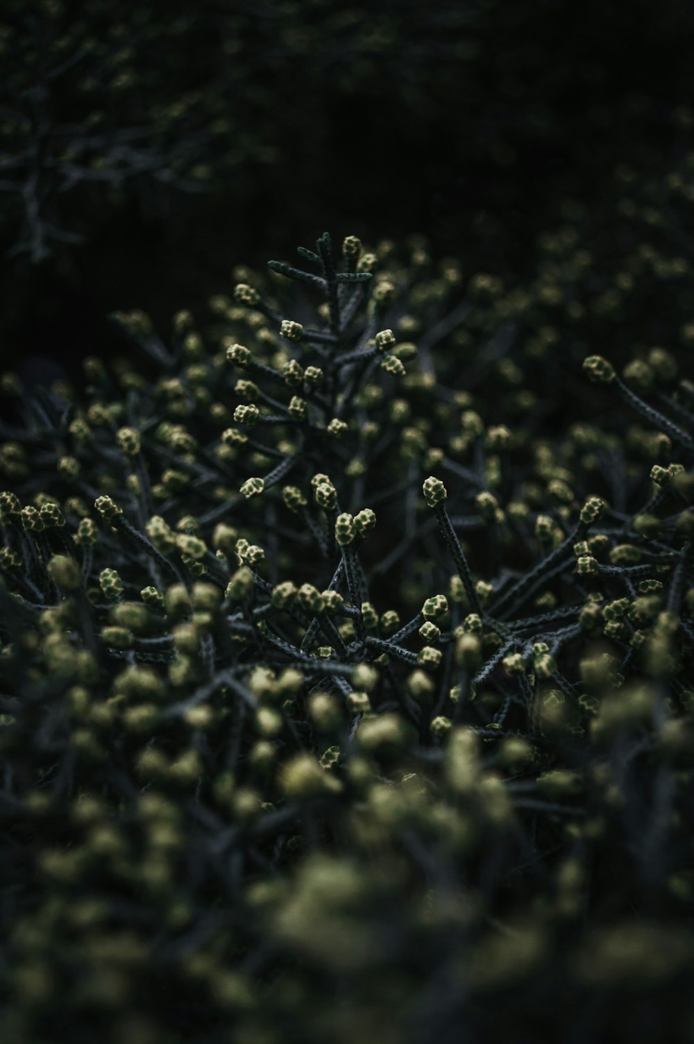 green plant in close up photography