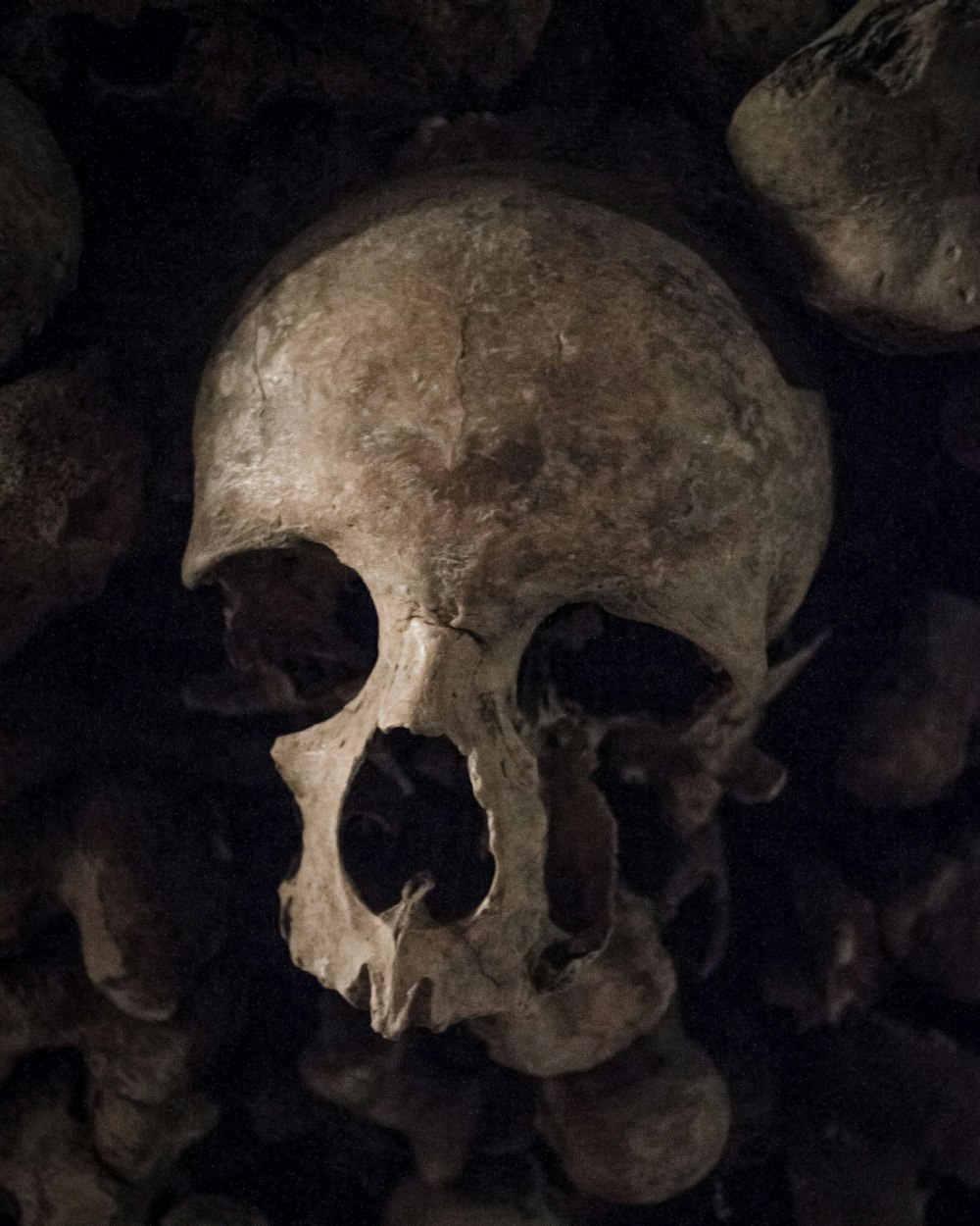 skull digital wallpaper photo – Free Skull Image on Unsplash