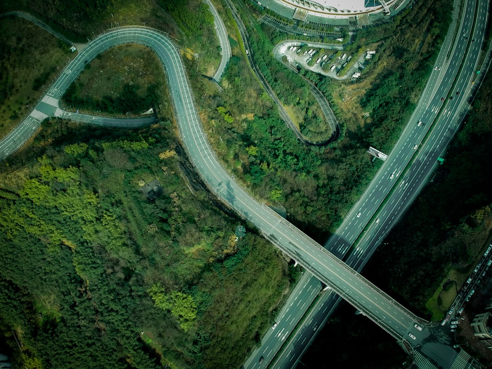 aerial view of green trees and road