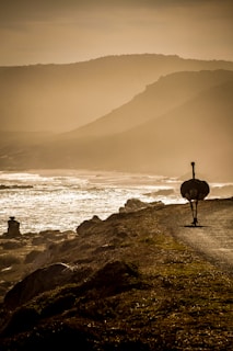 An ostrich walks along a coastal road, with mountains in the background and the ocean waves crashing onto rocks. The sun casts a warm, golden hue across the landscape.