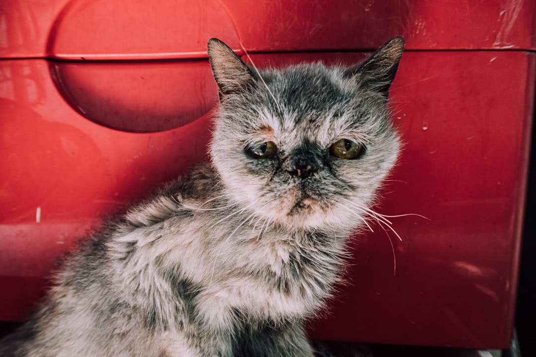 white and black cat on red surface