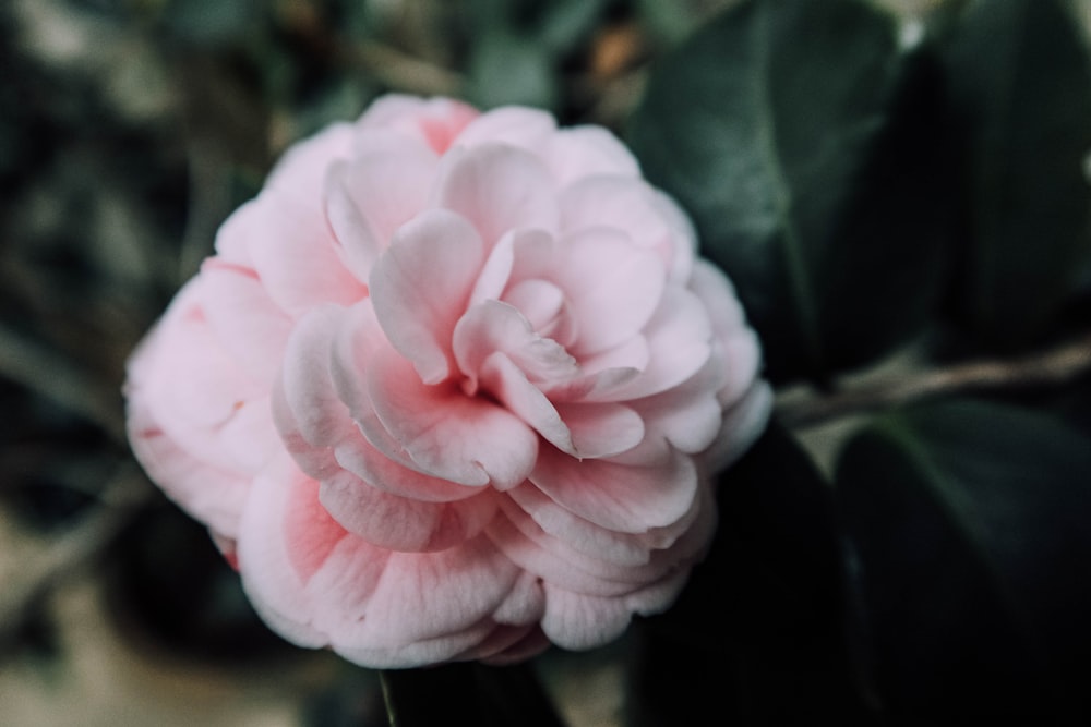 pink rose in bloom during daytime