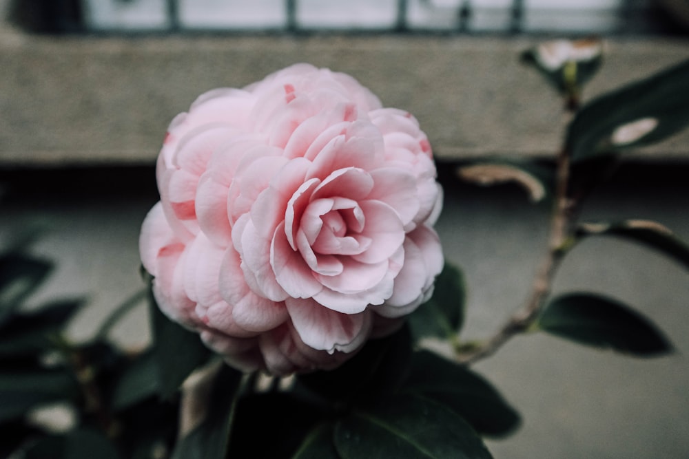 pink rose in bloom during daytime