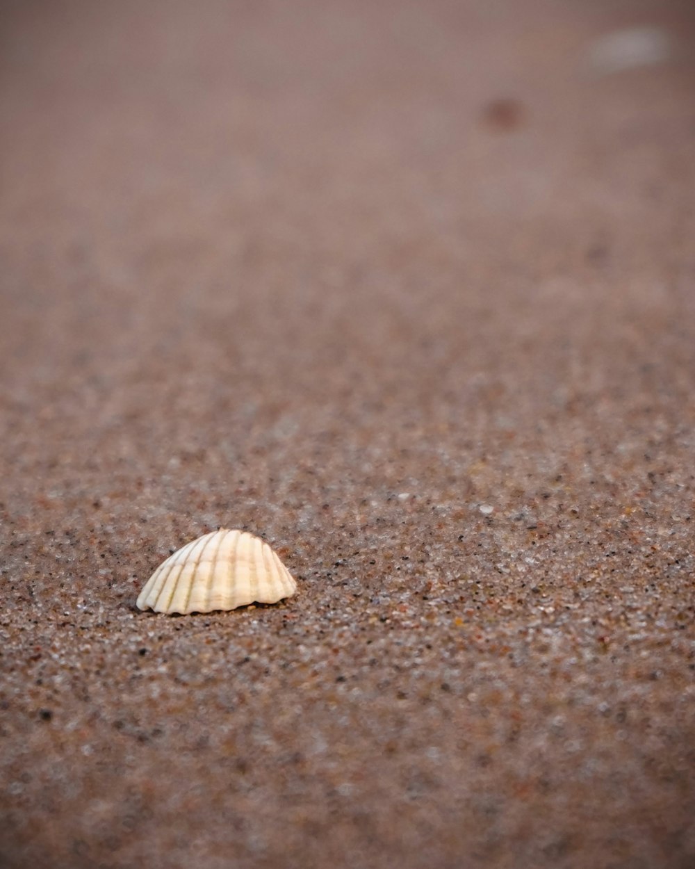 茶色の砂に白い貝殻の写真 Unsplashで見つけるバルト海の無料写真
