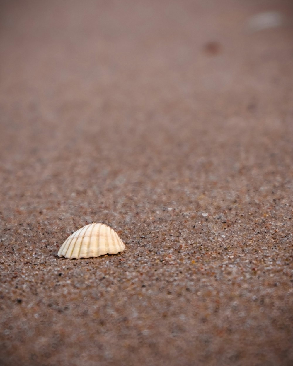 white seashell on brown sand